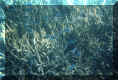 Unterwasser.jpg (146991 Byte)